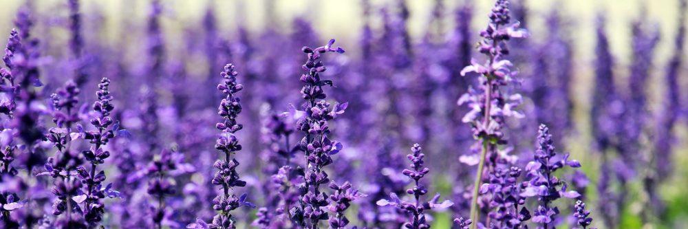 Jasleen's cover photo