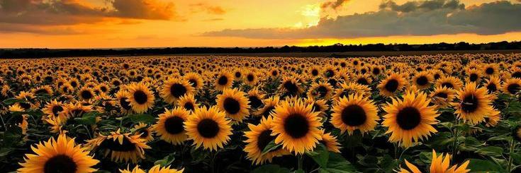 Akanksha's cover photo