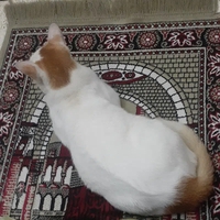 Mushaida Haque