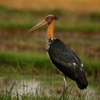 Kumar Dahal