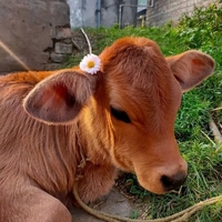 Vaishnavi Matike